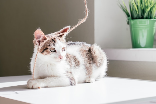 Gato blanco con rayas grises de 3-4 meses juega con cuerda de yute, junto a ventana y planta de interior. Gatito juguetón que no es de raza