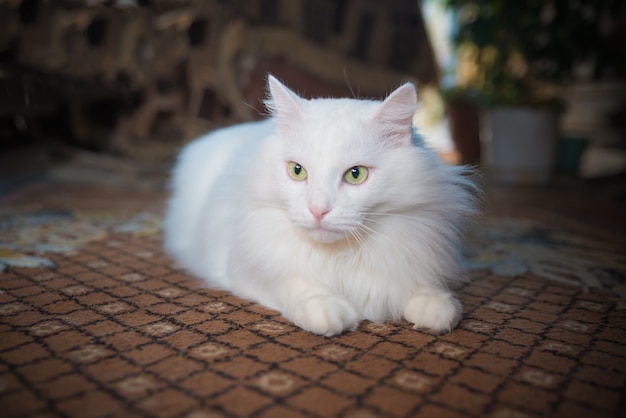 Gato blanco raza angora persa