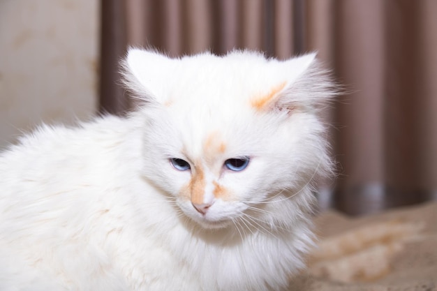 Gato blanco con retrato de primer plano de ojos azules