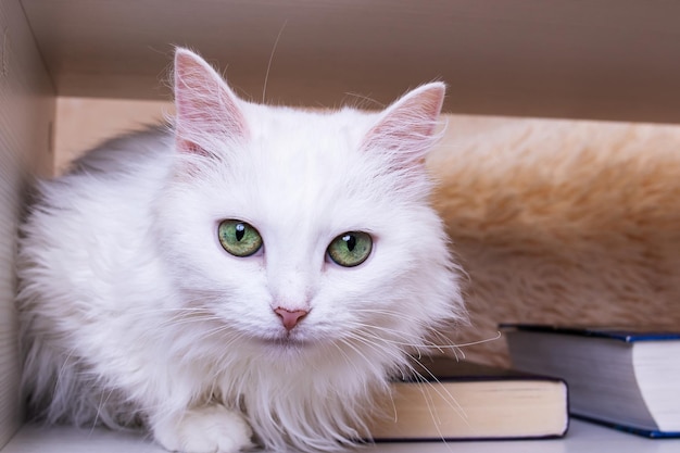 Gato blanco con retrato de primer plano de ojos verdes