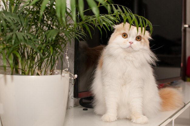 Un gato blanco-rojo de la raza Scottish Fold se sienta junto a una palmera de interior