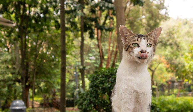 Un gato blanco sacando su lengua en el jardín