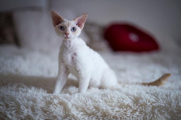 gato blanco sentado en la cama en la habitación