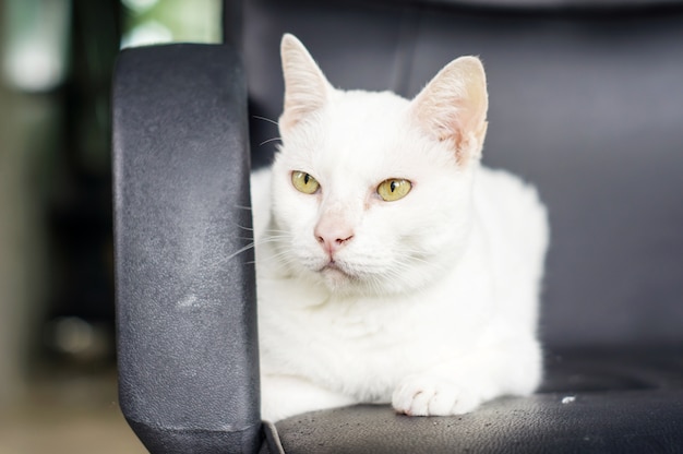 gato blanco sentado en la silla de oficina.