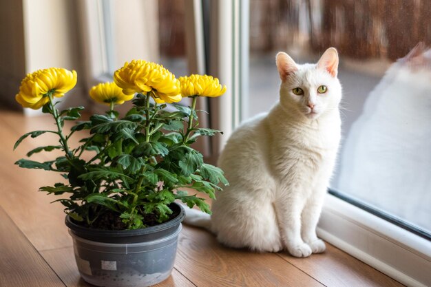 El gato blanco se sienta al sol mirando la cámara junto a los crisantemos amarillos cerca de la ventana