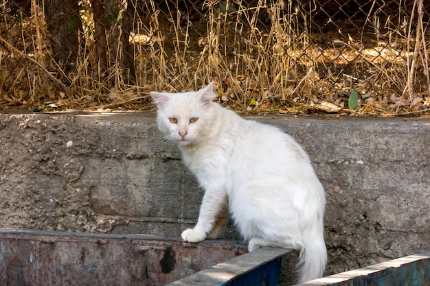 El gato blanco se sienta asustado y mira a su alrededor