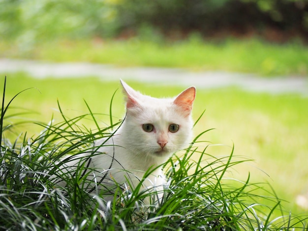 Foto el gato blanco se sienta detrás de la hierba en fondo borroso del jardín verde