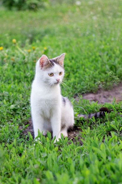 Un gato blanco se sienta en el jardín entre la hierba verde.
