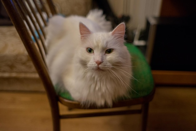 El gato blanco se sienta en una silla