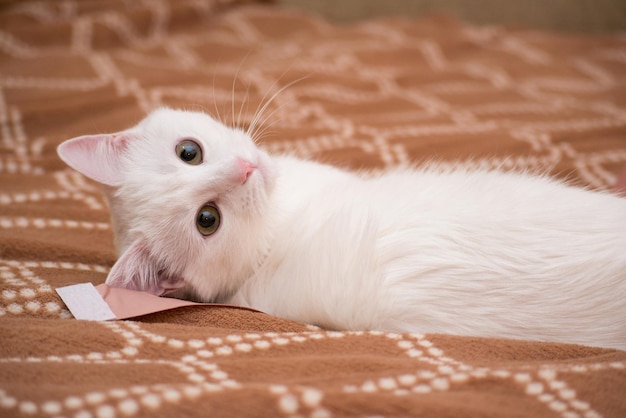 Gato blanco sobre una manta marrón Hermosa mascota