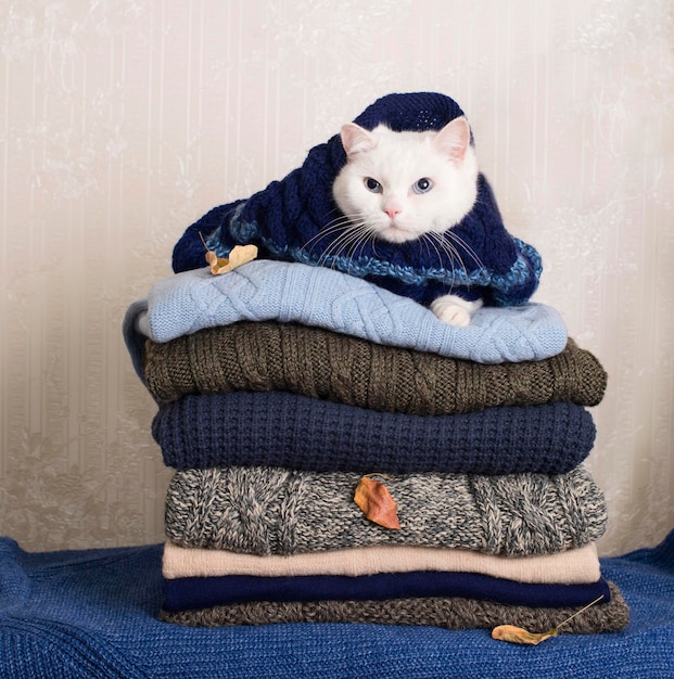 Gato blanco sobre un montón de ropa de invierno tejida cubierta con prendas de punto de hojas de otoño Pila de suéteres y chaquetas de punto