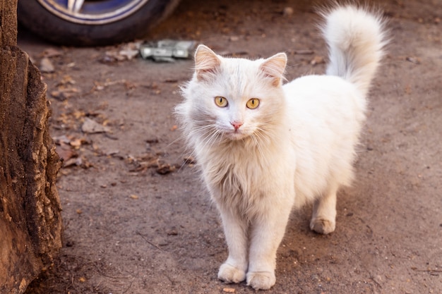 Gato blanco sucio en la calle