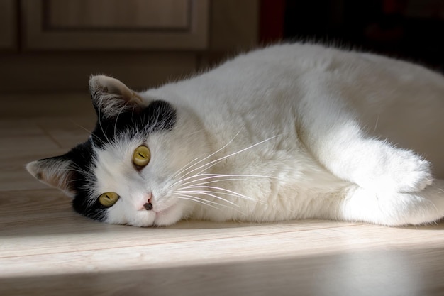 Gato blanco tirado en el suelo al sol