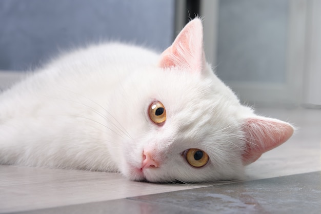 Un gato blanco yace en el suelo.