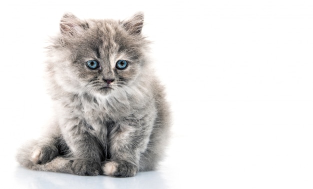 Gato en blanco