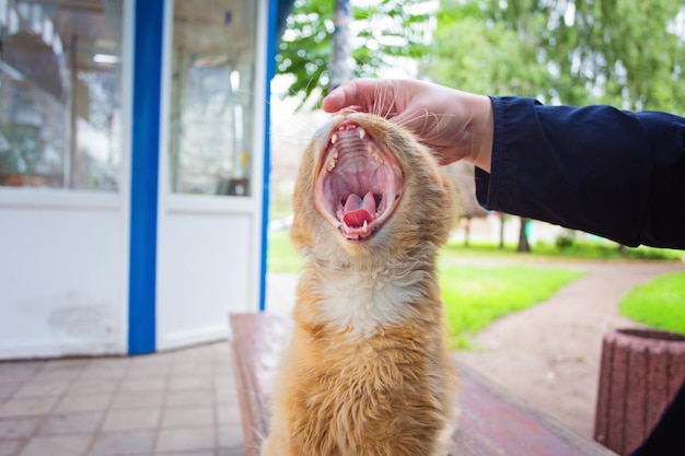 Un gato con la boca abierta en proceso de bostezo