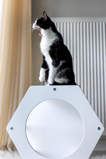 Un gato con la boca abierta se sienta en una casa de gatos blanca cerca de un radiador