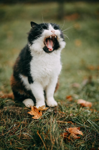 Foto gato bocejando