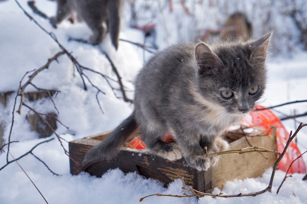 Gato con bola roja de Navidad en la nieve