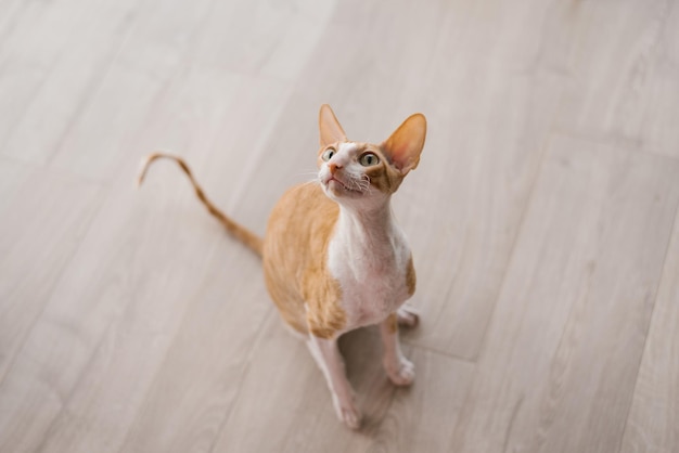 Gato bonitão de cabelos ruivos Cornish Rex olha para cima sentado no chão da casa