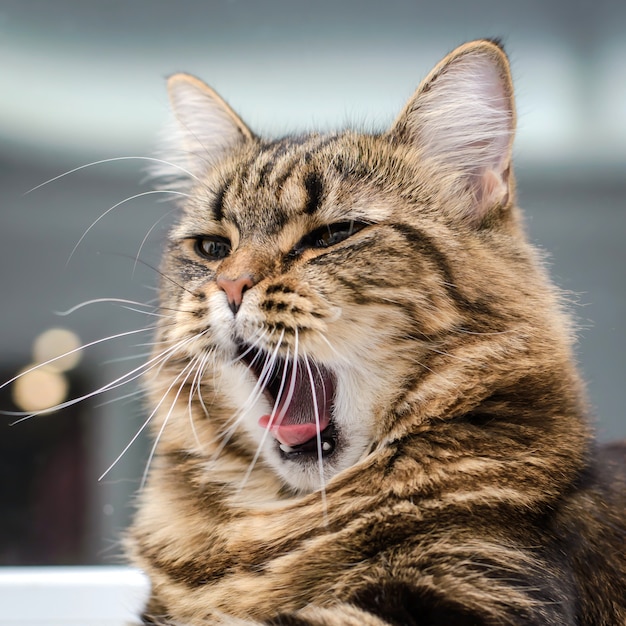 Gato bonito abriu a boca e boceja