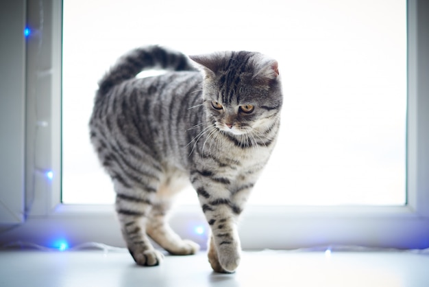 Gato bonito anda no parapeito da janela.