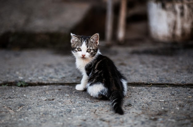 Gato bonito ao ar livre