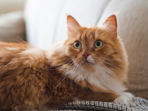 Foto gato bonito assustado, sentado no sofá