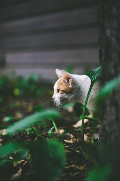 gato bonito atrás da árvore