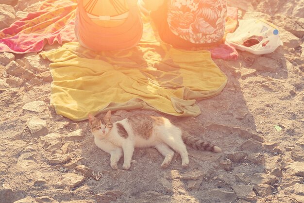 Gato bonito branco e cinza dormindo na areia ao lado da colcha amarela e duas mulheres ensolaradas