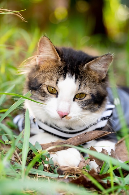 Gato bonito brincando no gramado ao pôr do sol