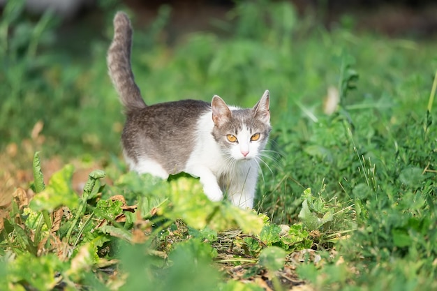 Gato bonito brincando no parque em dia chuvoso