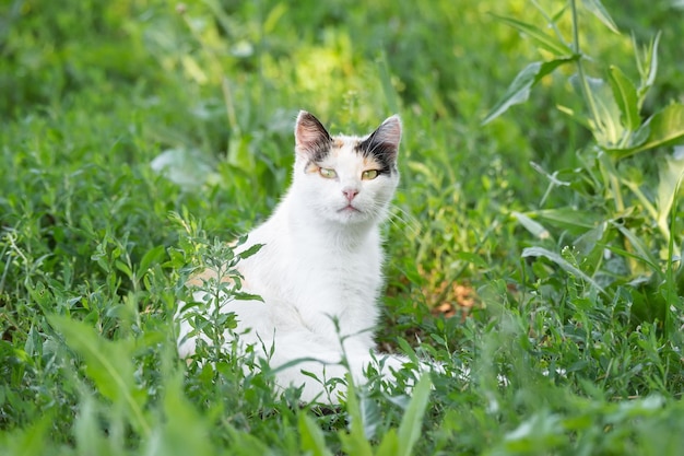 Gato bonito brincando no parque em dia chuvoso