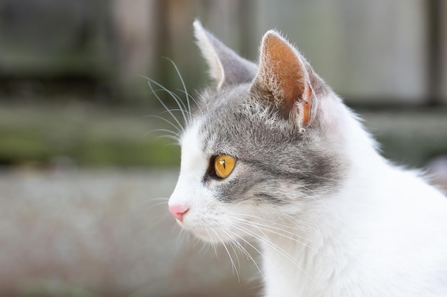 Gato bonito brincando no parque em dia chuvoso