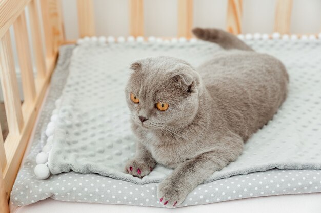 Gato bonito cinza scottish fold com tampas de silicone rosa nas garras do gato protegendo móveis