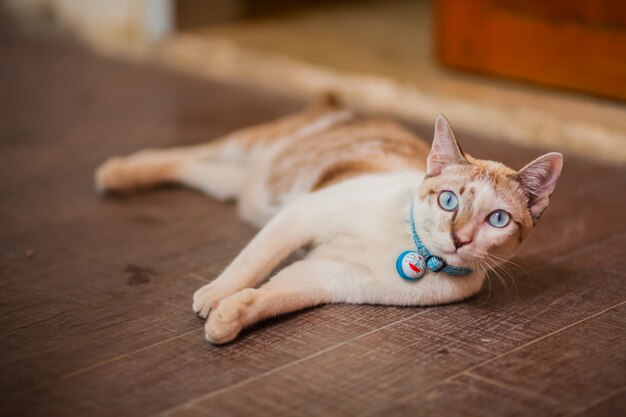 Gato bonito close-up