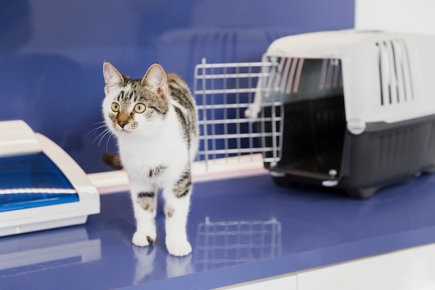 Foto gato bonito com gaiola na clínica veterinária