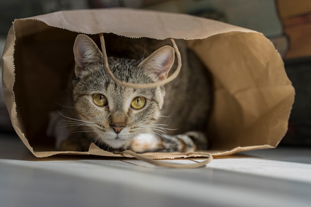 Gato bonito com olhos amarelos em um pacote de artesanato