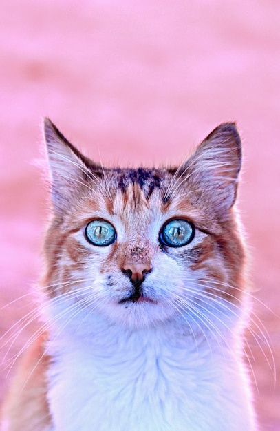 Foto gato bonito com olhos azuis incríveis