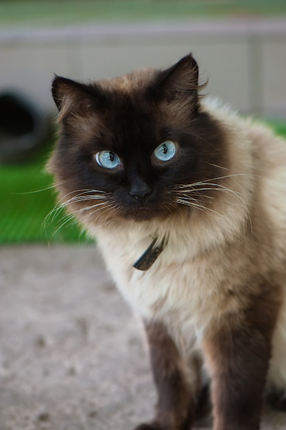 Gato bonito com olhos azuis