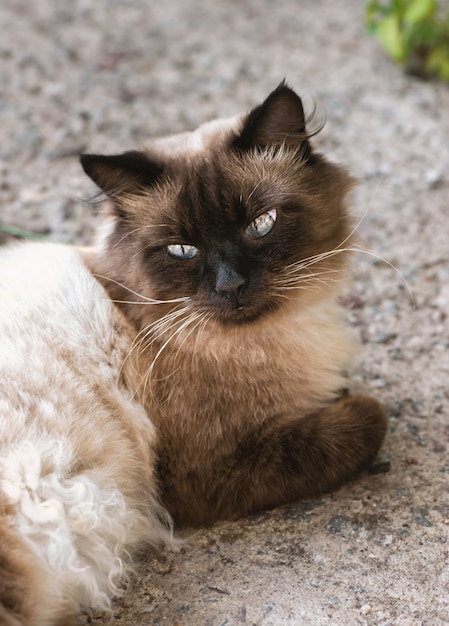 Foto gato bonito com olhos azuis