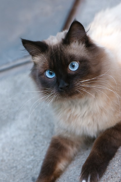 Gato bonito com olhos azuis