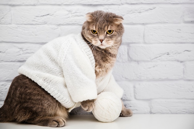 Foto gato bonito com suéter de lã