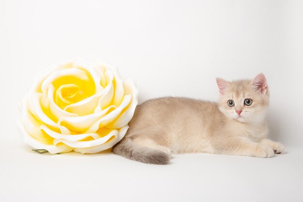 Gato bonito da raça britânica com uma flor grande em um fundo branco