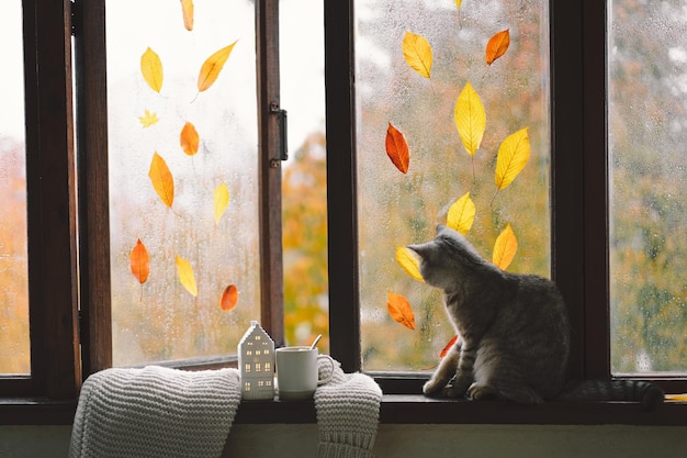 Gato bonito da reta escocesa sentado com outono aconchegante ainda vida com abóboras tricotado suéter de lã em um peitoril da janela vintage Decoração de outono para casa Aconchegante clima de outono Ação de Graças Halloween