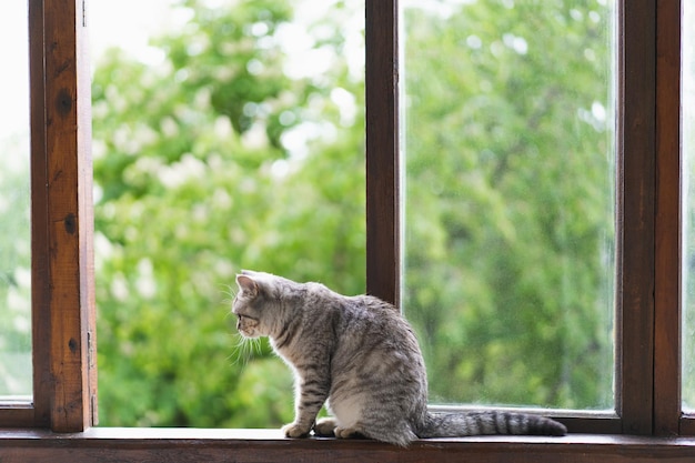 Gato bonito da reta escocesa sentado na janela aberta