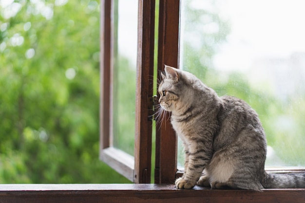 Gato bonito da reta escocesa sentado no parapeito da janela