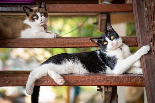 Gato bonito de cor preto e branco deitado na escada de madeira.