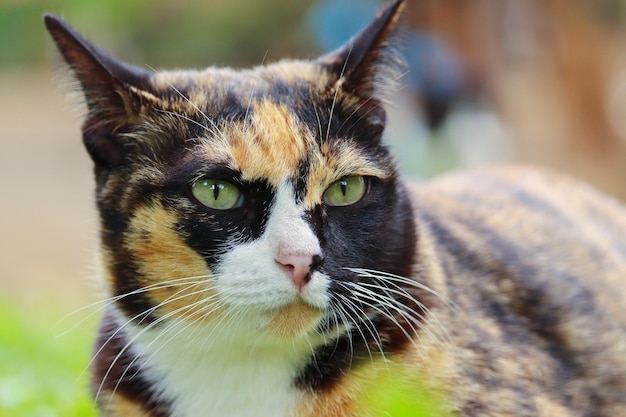 Gato bonito de perto com lindos olhos azuis animais de estimação populares