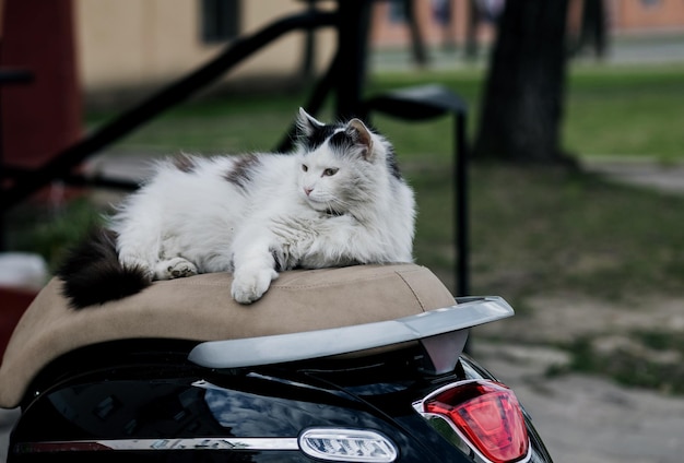 Gato bonito descansando na bicicleta